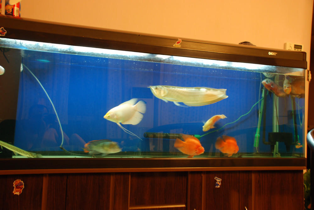 点击大图看下一张：鱼缸里的观赏鱼实拍图片