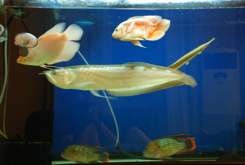 点击大图看下一张：鱼缸里的观赏鱼实拍图片