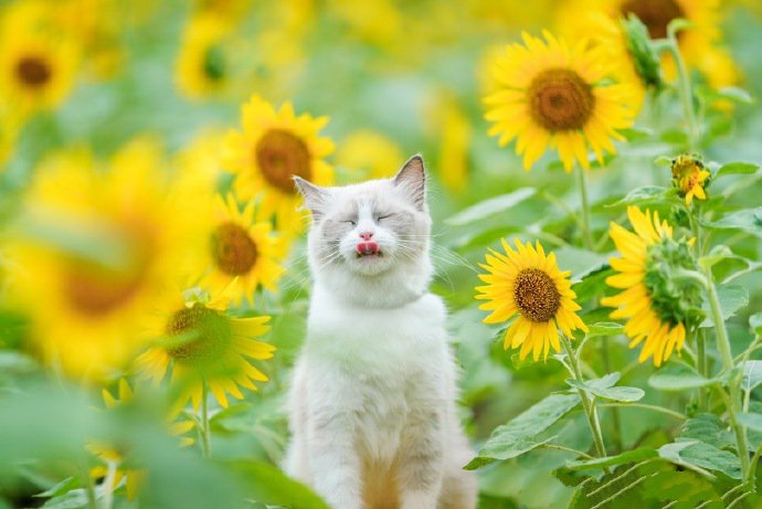 点击大图看下一张：向日葵花海里的布偶猫