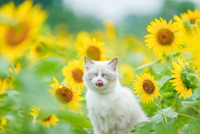 点击大图看下一张：向日葵花海里的布偶猫