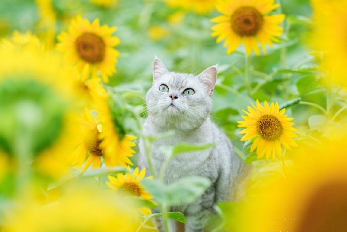 点击大图看下一张：太阳花丛里的漂亮猫咪