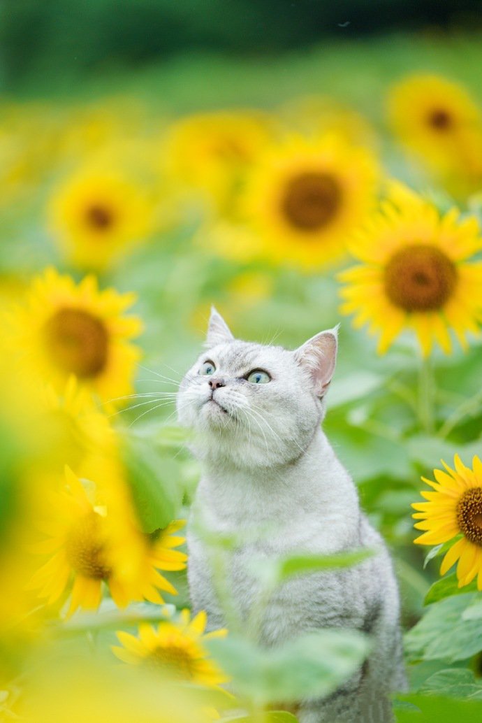 点击大图看下一张：太阳花丛里的漂亮猫咪