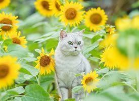 太阳花丛里的漂亮猫咪