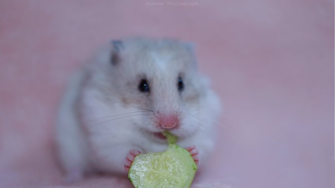 点击大图看下一张：一组吃黄瓜的仓鼠图片