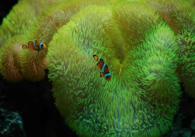 点击大图看下一张：海葵里的小鱼图片