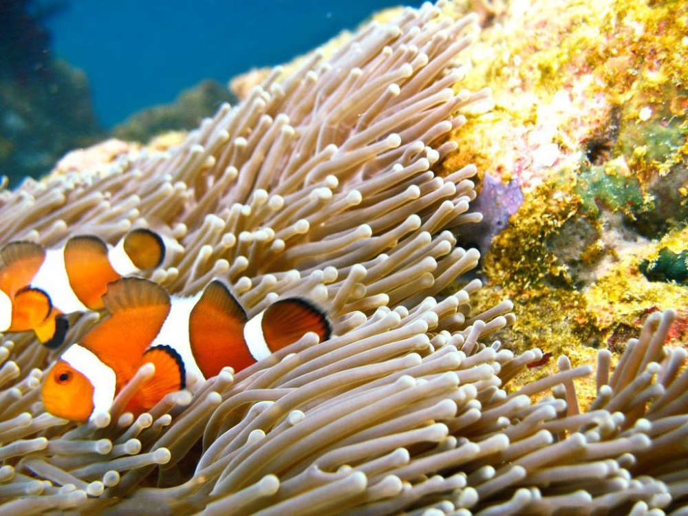 点击大图看下一张：珊瑚丛中遨游的小丑鱼图片
