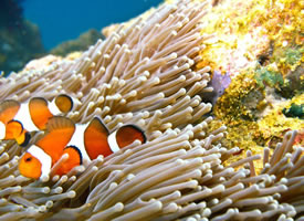 珊瑚丛中遨游的小丑鱼图片
