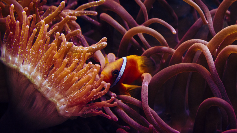 点击大图看下一张：珊瑚丛中遨游的小丑鱼图片