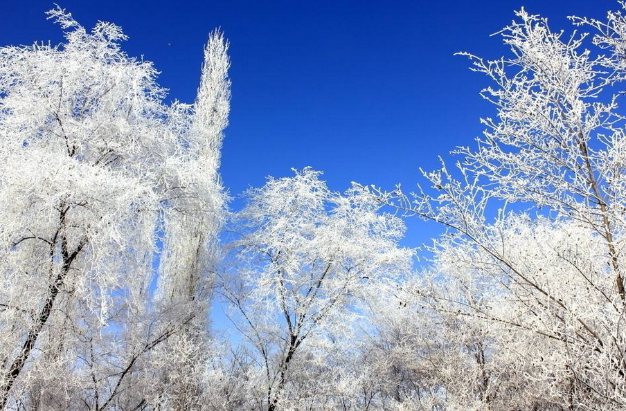 点击大图看下一张：玉树琼枝美丽雪景图片