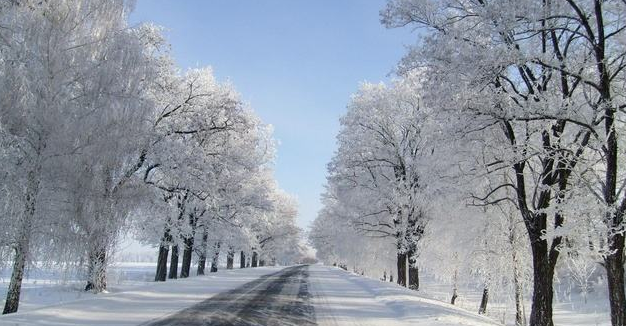 点击大图看下一张：玉树琼枝美丽雪景图片