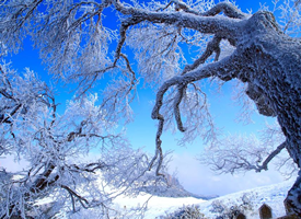玉树琼枝美丽雪景图片