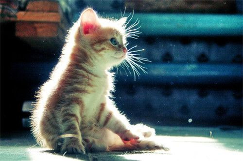 点击大图看下一张：可爱卖萌的猫咪图片