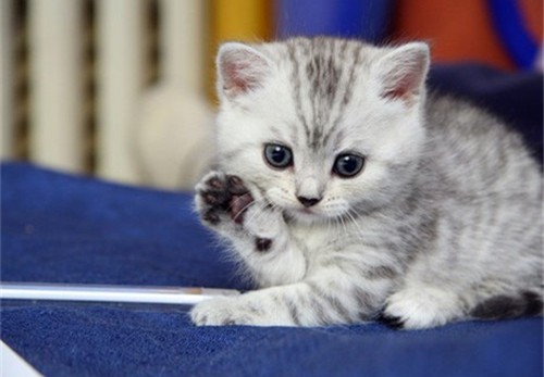 点击大图看下一张：可爱卖萌的猫咪图片