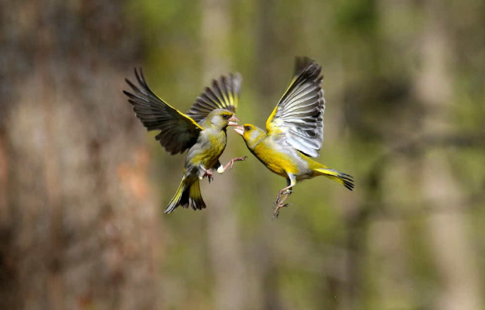 点击大图看下一张：斗狠打架的鸟儿图片