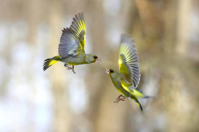 点击大图看下一张：斗狠打架的鸟儿图片