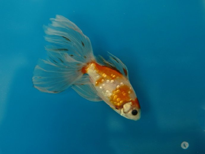 点击大图看下一张：萌萌的小金鱼，梦幻般的色彩