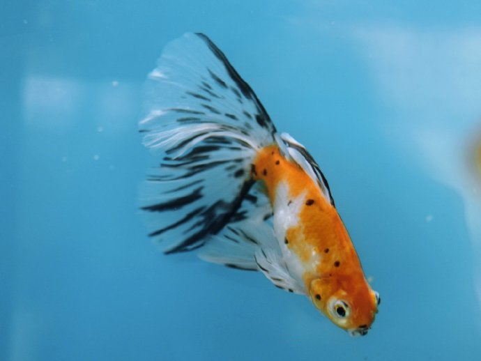 点击大图看下一张：萌萌的小金鱼，梦幻般的色彩