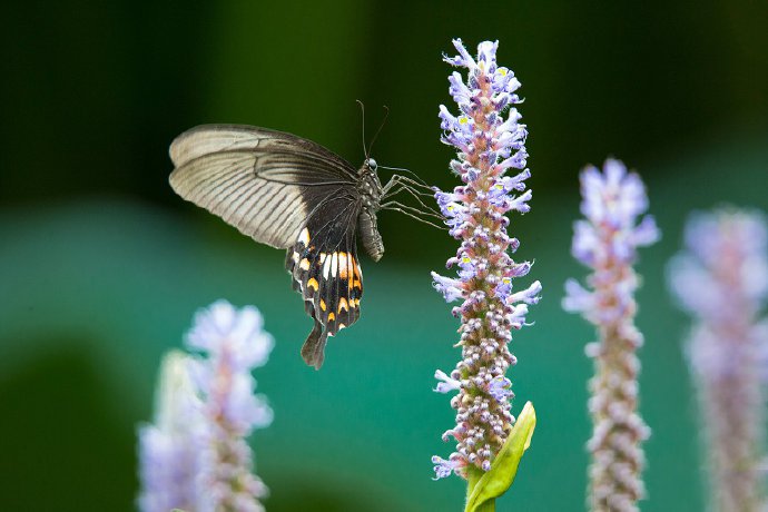 点击大图看下一张：一组黑色蝴蝶在紫色花丛旁边