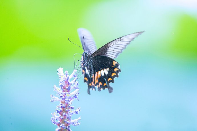 点击大图看下一张：一组黑色蝴蝶在紫色花丛旁边