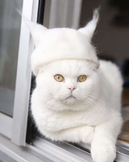 点击大图看下一张：戴帽子的萌猫图片