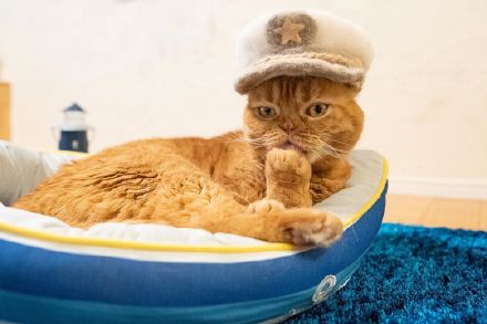 点击大图看下一张：戴帽子的萌猫图片