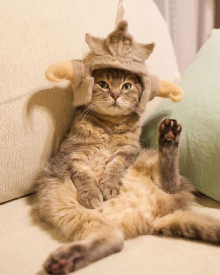 点击大图看下一张：戴帽子的萌猫图片