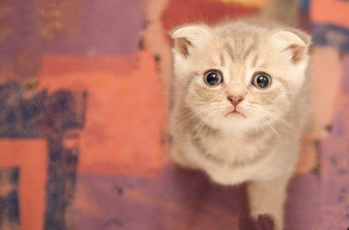 点击大图看下一张：超可爱的猫咪图片