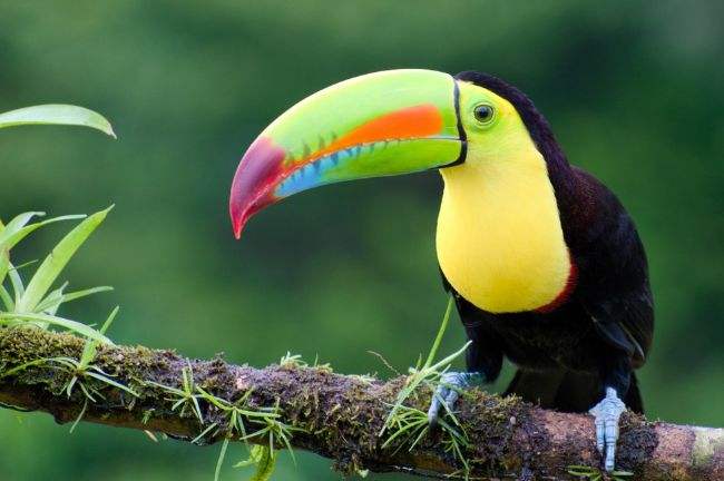 点击大图看下一张：色彩艳丽的巨嘴鸟图片