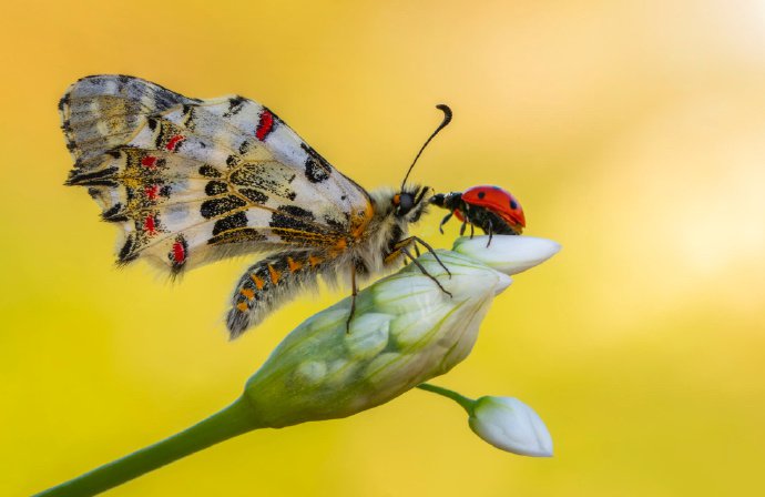 点击大图看下一张：如花似锦的蝴蝶微距摄影作品