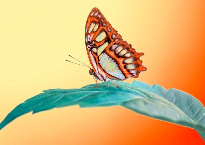 点击大图看下一张：如花似锦的蝴蝶微距摄影作品