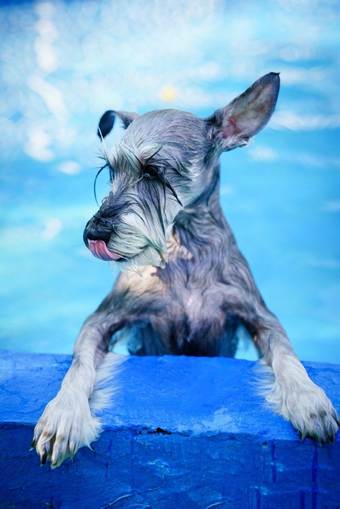点击大图看下一张：一组玩水的雪纳瑞狗狗图片