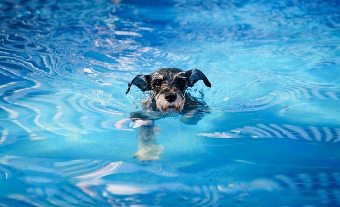 点击大图看下一张：一组玩水的雪纳瑞狗狗图片