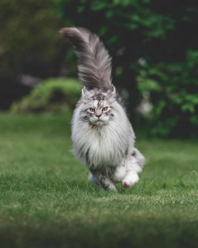 点击大图看下一张：一组活泼可爱的缅因猫图片