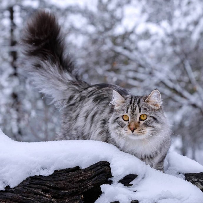 点击大图看下一张：雪地里的西伯利亚猫