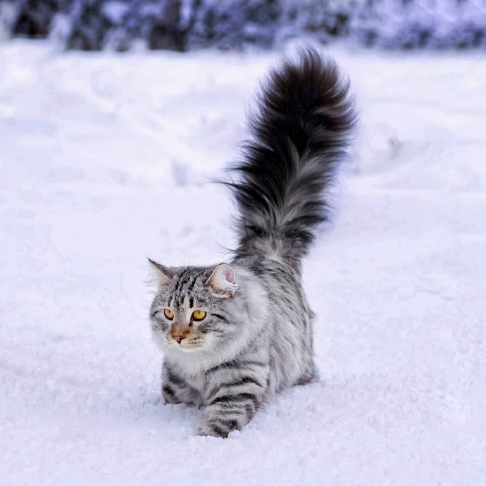 点击大图看下一张：雪地里的西伯利亚猫