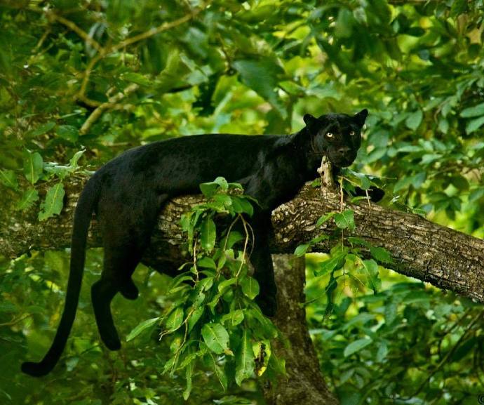 点击大图看下一张：丛林里灵气的黑猫图片
