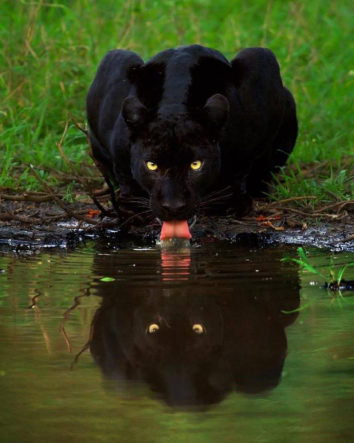 点击大图看下一张：丛林里灵气的黑猫图片