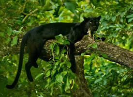 丛林里灵气的黑猫图片