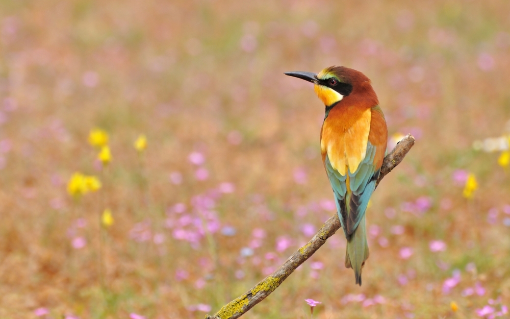 点击大图看下一张：春天里可爱的小鸟图片