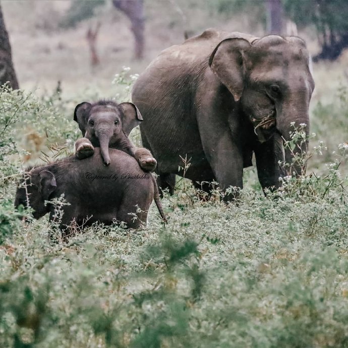 点击大图看下一张：一组超可爱呆萌的大象宝宝