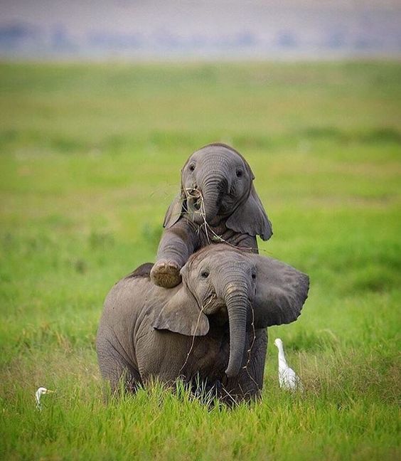 点击大图看下一张：一组超可爱呆萌的大象宝宝