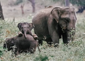 一组超可爱呆萌的大象宝宝