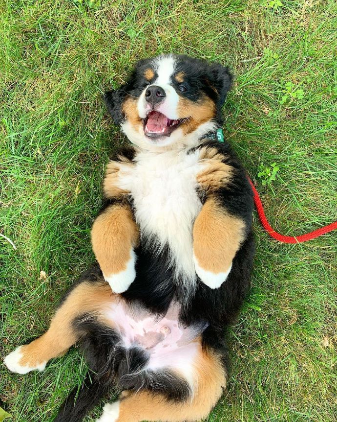 点击大图看下一张：一组笑容超灿烂的小狗狗