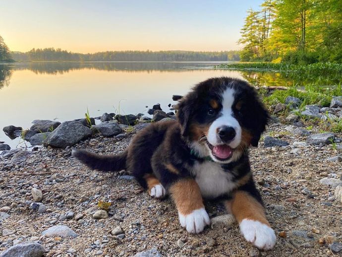 点击大图看下一张：一组笑容超灿烂的小狗狗