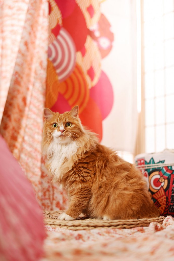 点击大图看下一张：一组造型可爱的大橘猫图片