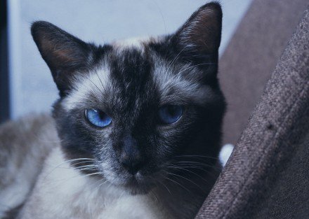 点击大图看下一张：一组帅气的暹罗猫图片