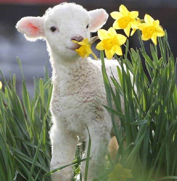 点击大图看下一张：一组草坪上超可爱的绵羊图片