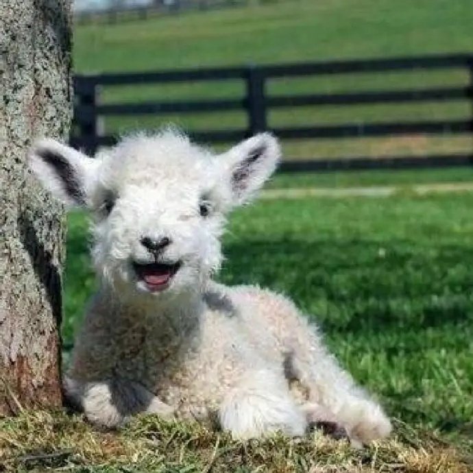 点击大图看下一张：一组草坪上超可爱的绵羊图片