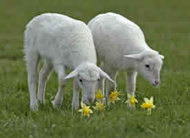 一组草坪上超可爱的绵羊图片