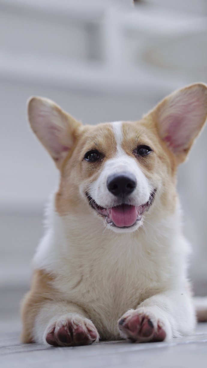 点击大图看下一张：一组笑的超甜的柯基狗狗